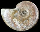 Flashy Red Iridescent Ammonite - Wide #45783-1